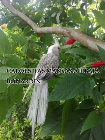 calopsitas mansas Atibaia / Bonardini - Calopsitas mansas Atibaia Bonan Nardini