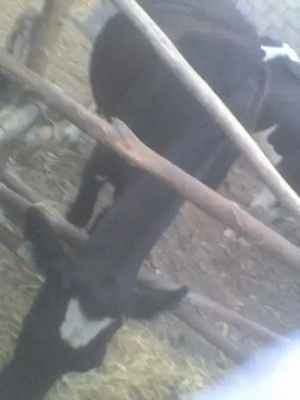 vacas lecheras | Foto 12346