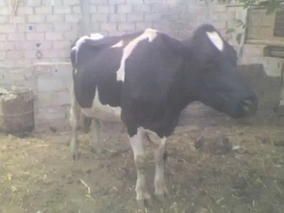 vacas lecheras | Foto 12348