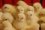 Chicks - Sohrab and friends