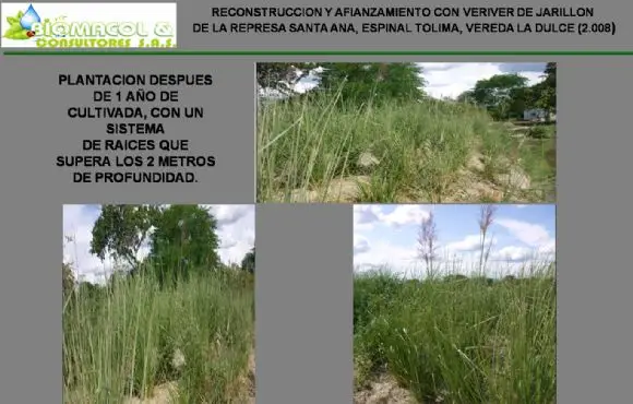 RESULTADOS DE ESTABILIZACIÓN CON PASTO  VETIVER - OBRAS CON VETIVER