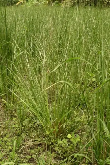 CULTIVO DE VETIVER EN VDA. DINDALITO ESPINAL TOLIMA - VETIVER PARA CONTROL DE EROSION