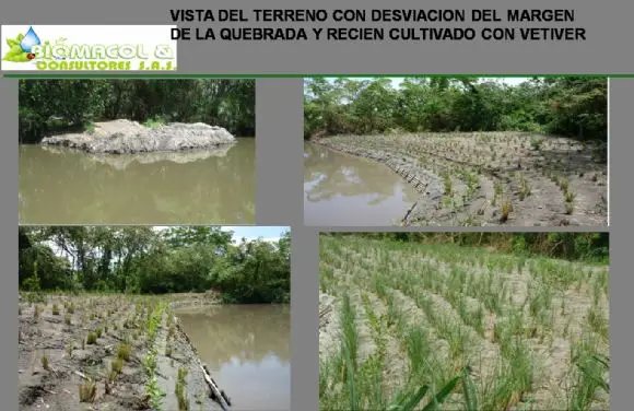 Establecimiento de Cobertura vegetal con PASTO VETIVER - OBRAS CON VETIVER