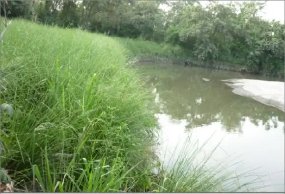 VISTA DE TERRENO ESTABILIZADO CON VETIVER  EN DICIEMBRE DE 2.009 - OBRAS CON VETIVER