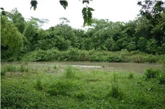 VISTA DE LA OBRA ESTABILIZADA CON PASTO VETIVER EN JUNIO DE 2.011 - OBRAS CON VETIVER