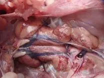 Marbling of kidney