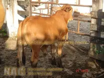 F1 asturiana de los valles por brahman rojo puro de 6 meses