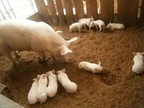 maternidad rústica en cama profunda 2