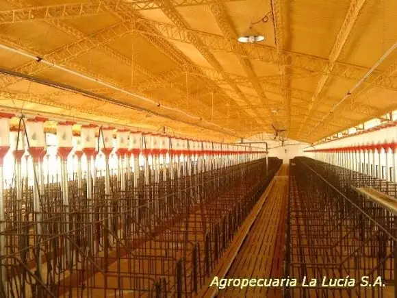 Agropecuaria La Lucia, Alberti Bs.As.Gestación - Nuevo Poblamiento