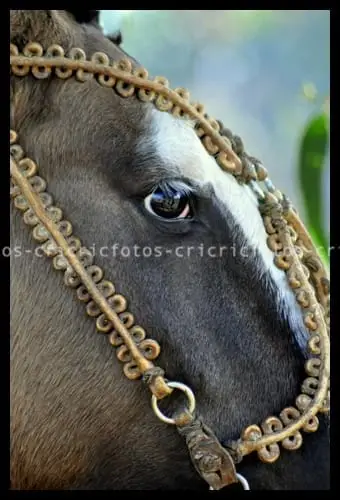 cabezada - fotografia