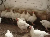 pollos Cob 500 bebiendo agua en niple