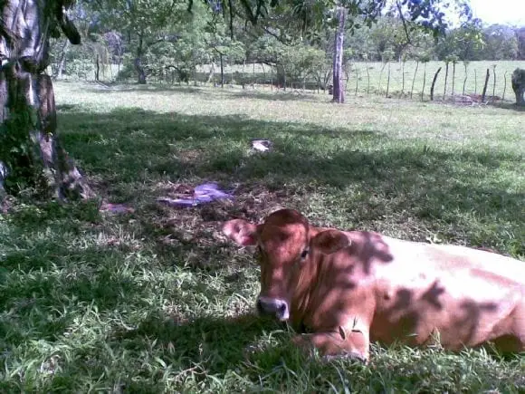 vaca caida despues del parto - Varias