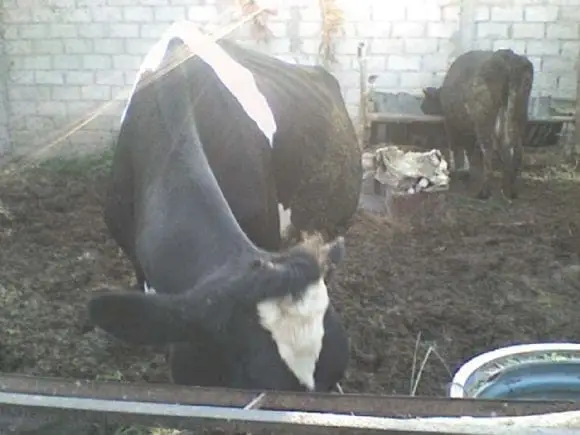 vacas lecheras | Foto 13342