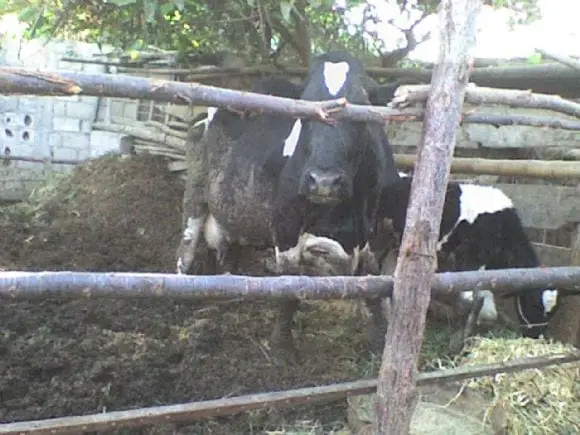 vacas lecheras | Foto 13343