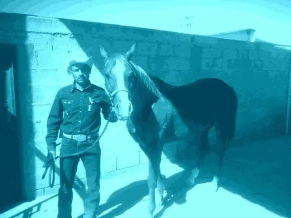 UN SEMENTAL DE 4 AÑOS - REVISANDO UN CABALLO