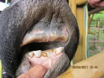 Vaca de 8 partos antes del implante de prótesis dental