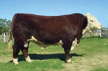 Polled Hereford Argentino | Foto 13065