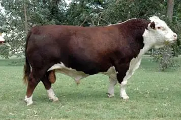 Polled Hereford Argentino | Foto 13066