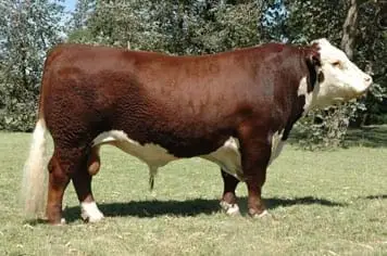Polled Hereford Argentino | Foto 13068