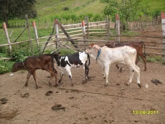 terneros - ganaderia meztiza de leche