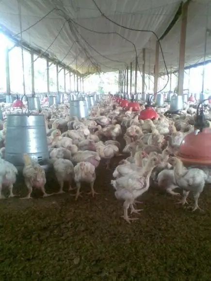 crianza de pollos de carne en el tropico-junin | Foto 13866