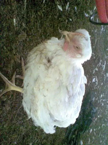 crianza de pollos de carne en el tropico-junin | Foto 13868