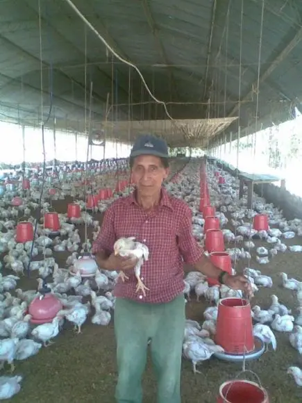 crianza de pollos de carne en el tropico-junin | Foto 13872