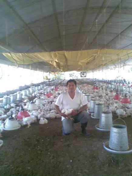 crianza de pollos de carne en el tropico-junin | Foto 13874