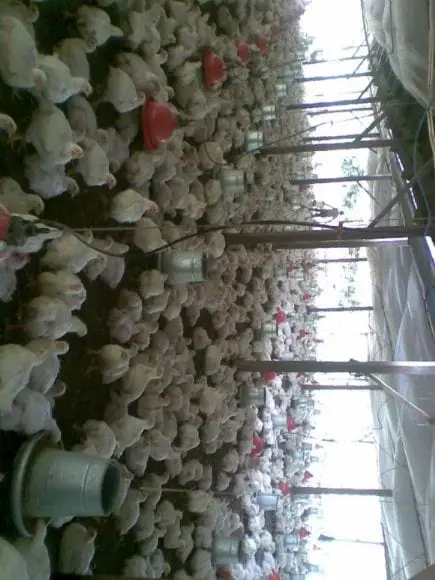 crianza de pollos de carne en el tropico-junin | Foto 13876