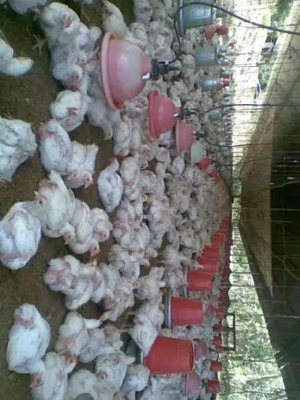 crianza de pollos de carne en el tropico-junin | Foto 13877