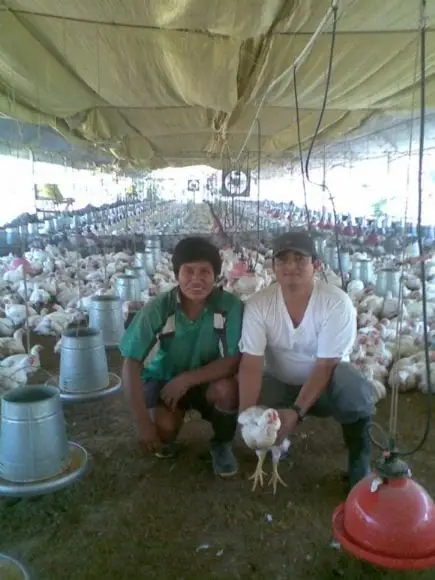 crianza de pollos de carne en el tropico-junin | Foto 13879
