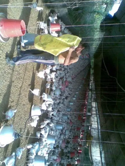 crianza de pollos de carne en el tropico-junin | Foto 13880
