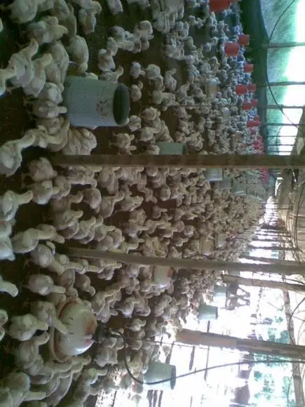 crianza de pollos de carne en el tropico-junin | Foto 13882