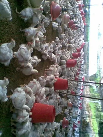 crianza de pollos de carne en el tropico-junin | Foto 13883