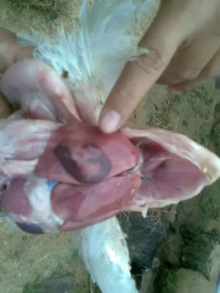 crianza de pollos de carne en el tropico-junin | Foto 13889