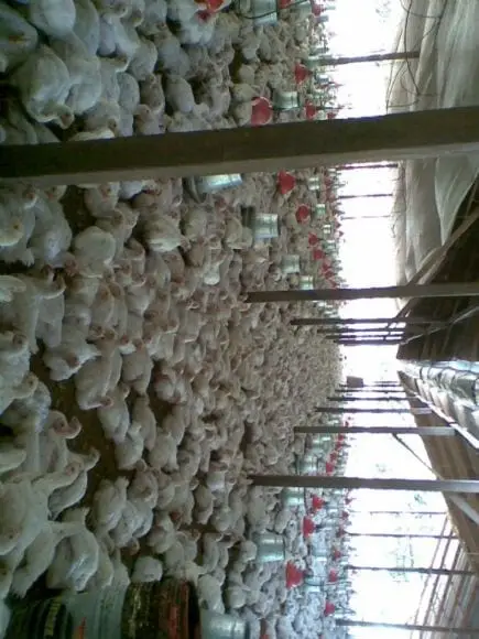 crianza de pollos de carne en el tropico-junin | Foto 13892