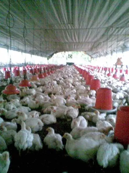 crianza de pollos de carne en el tropico-junin | Foto 13893