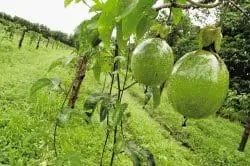 Passionaria edulis - maracuya