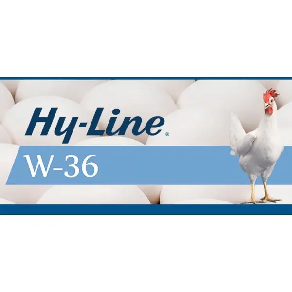 Ponedora Hy-Line W-36