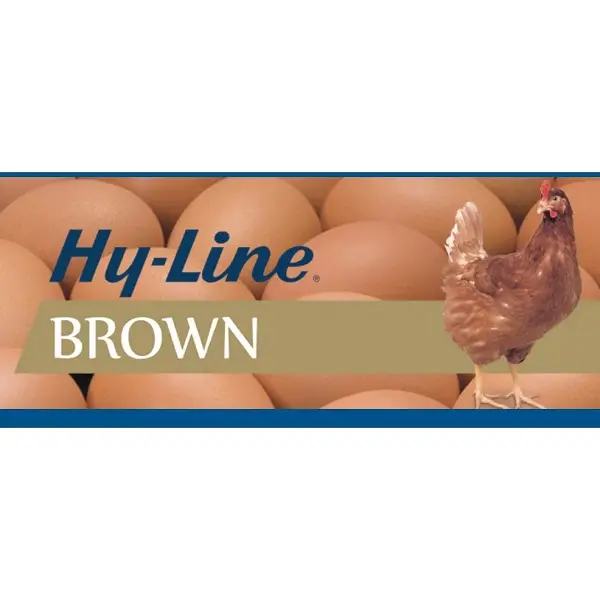 Ponedora Hy-Line Brown