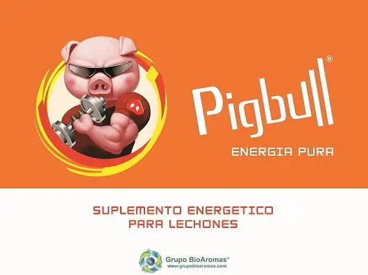 Pigbull