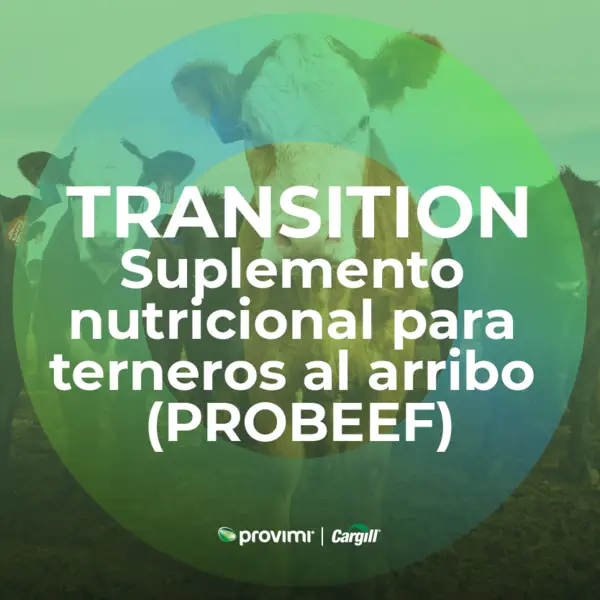 Transition - Suplemento nutricional para terneros al arribo (PROBEEF)