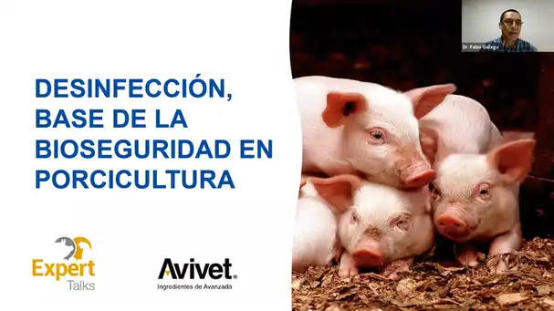 Desinfección: Base de la bioseguridad en porcicultura