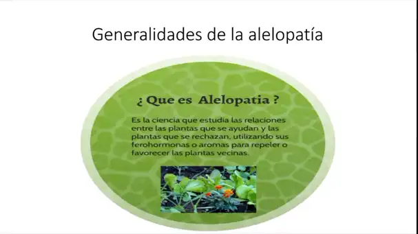 Alelopatia, la defensa de las plantas