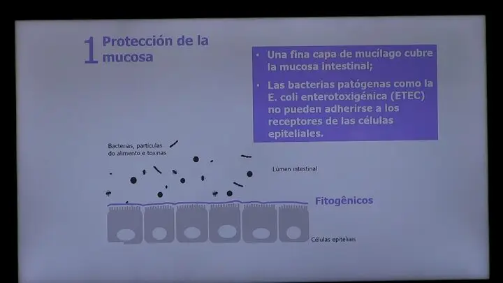 Rapid Neopigg® - Programa para fase de recría en cerdos