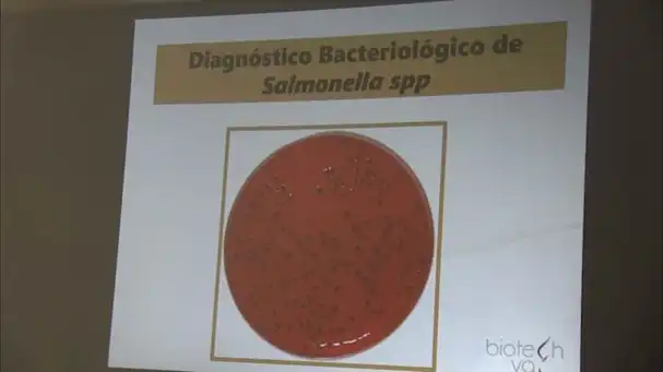 Diagnóstico bacteriológico de Salmonella spp.